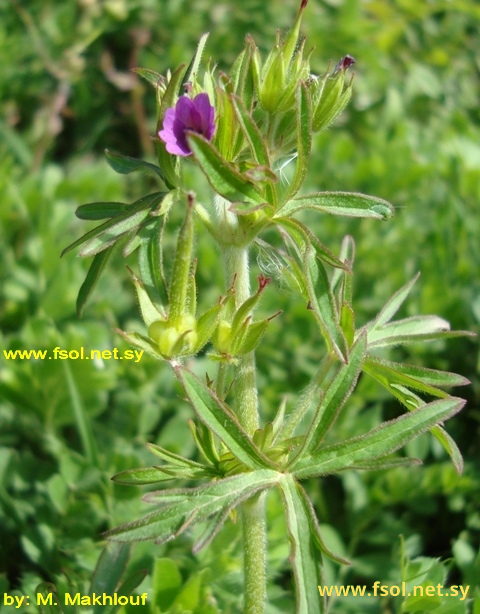 Geranium dissectum L